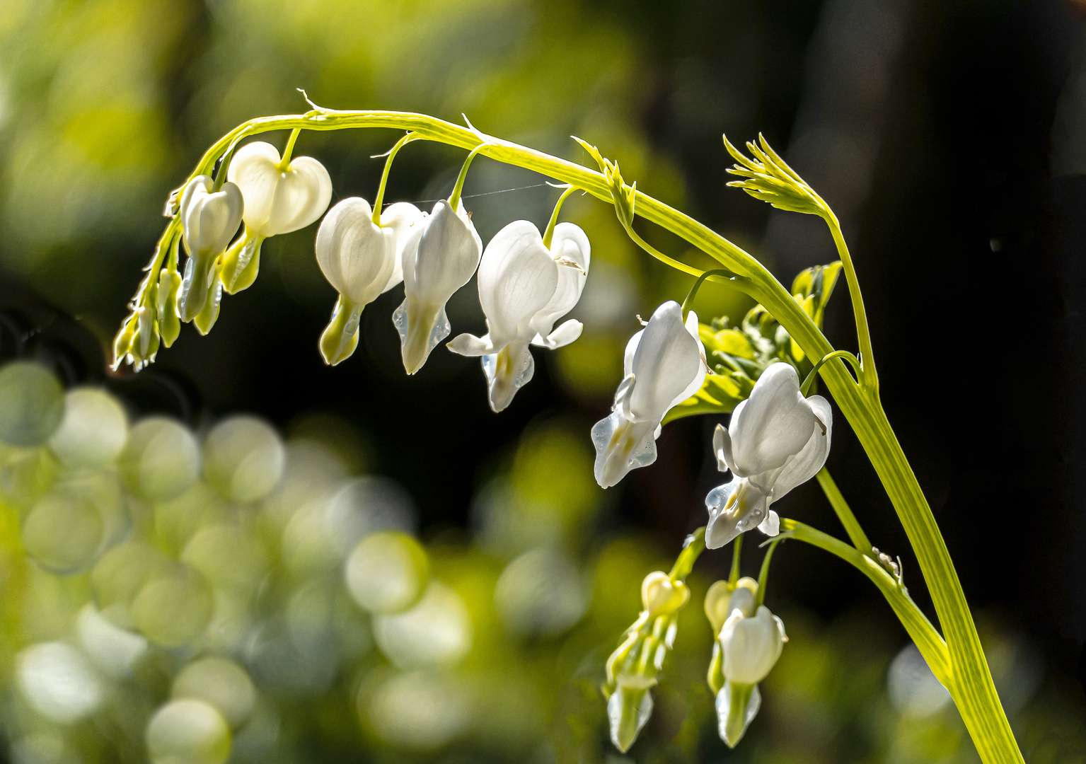 Herzen im Sonnenlicht