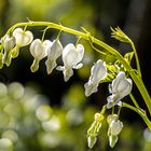 Herzen im Sonnenlicht