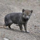 Herzenbrecher : Mini Wolf !!!!