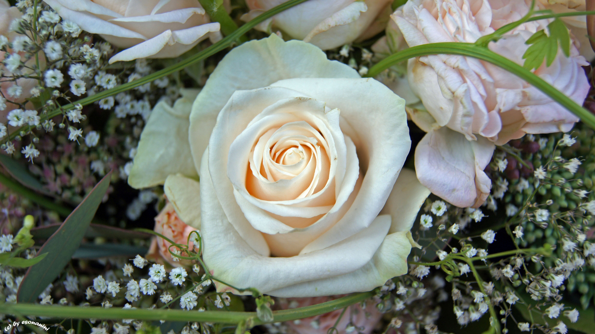 ' Herzensrose '