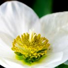 Herzförmige Christrose oder Schneerose