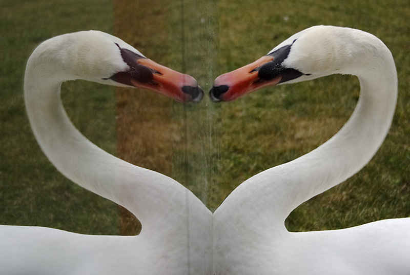 "herzförmiger Höckerschwan"