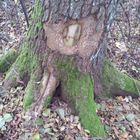 Herzfrequenz ~ Selbstdarstellung eines Baumes