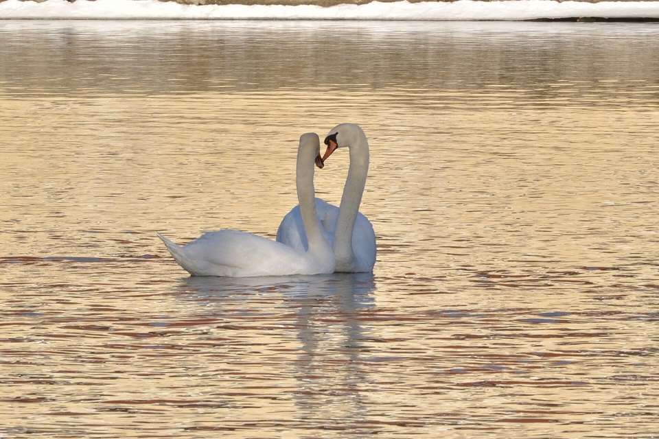 Herzhafte Schwäne