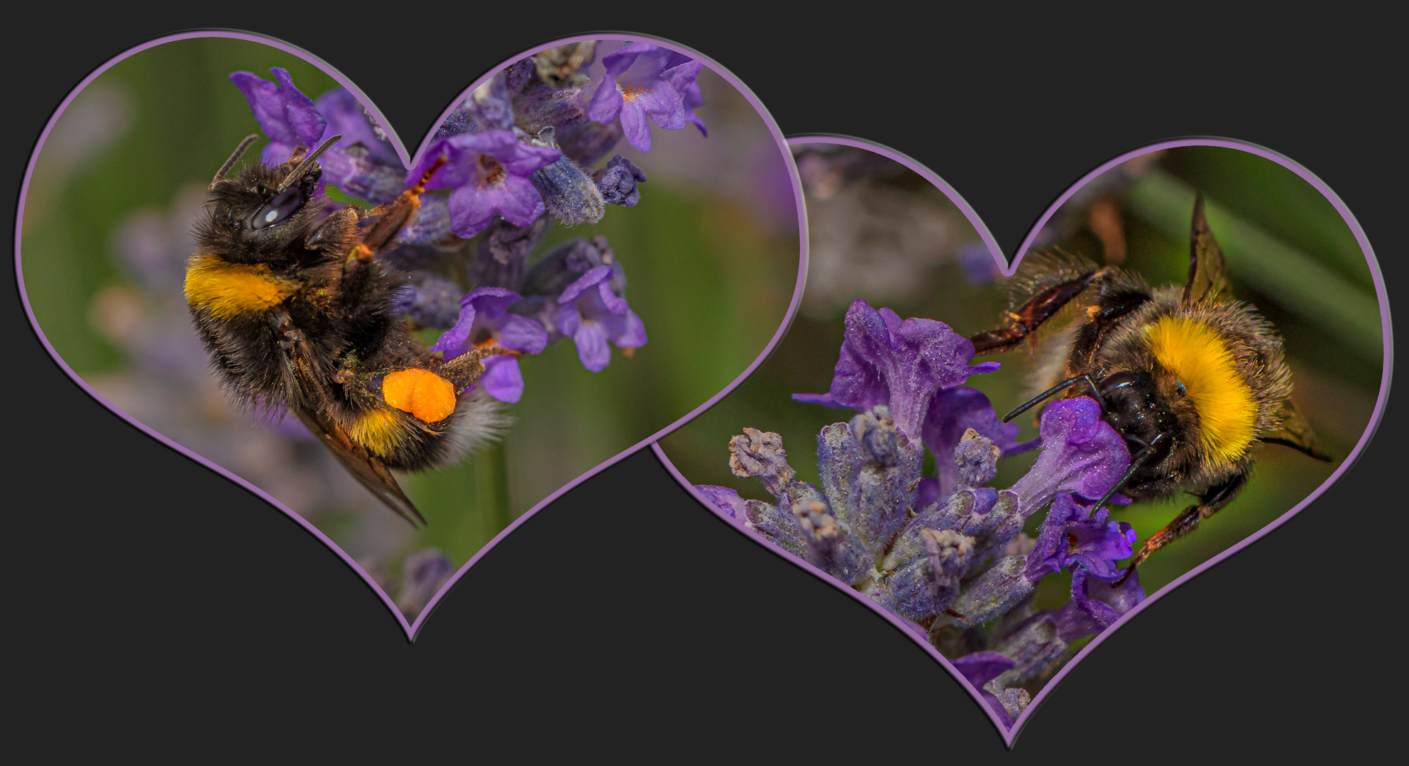 herzig Foto & Bild natur, pflanzen, insekten Bilder auf