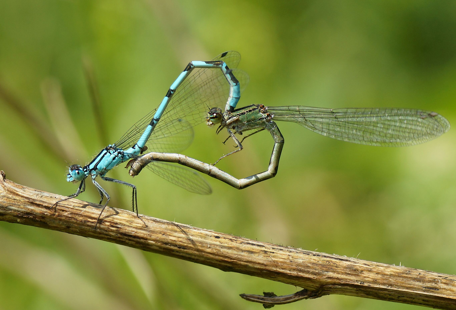 Herzig Foto & Bild wiese, teich, natur Bilder auf