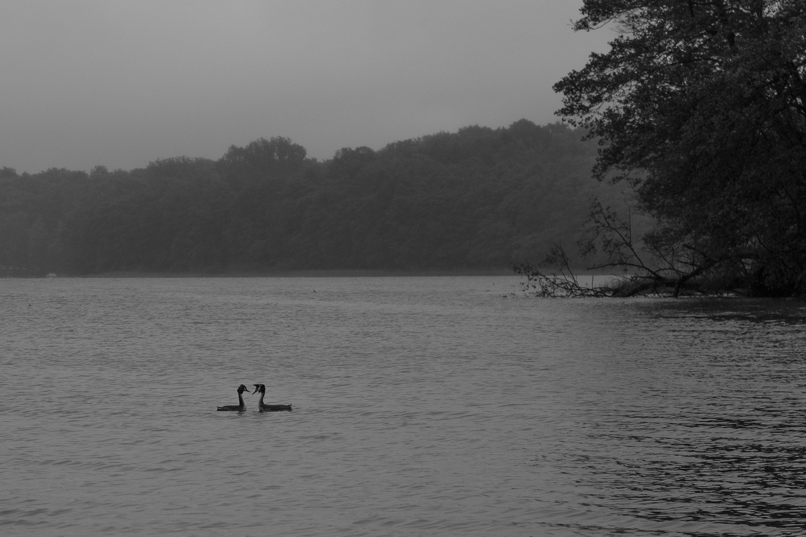 Herzig - Regenbild