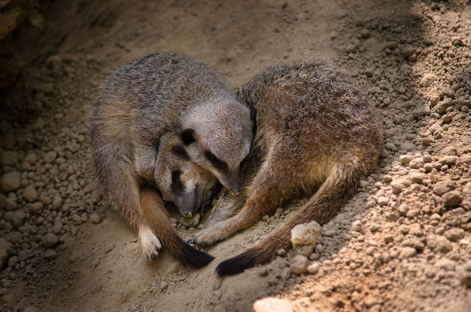 Herzige Erdmännchen