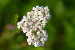 Herzige Fundstücke "Schafgarben Herz"