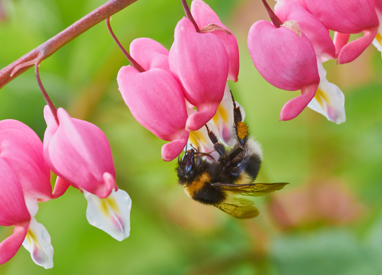 Herzige Hummel