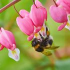 Herzige Hummel