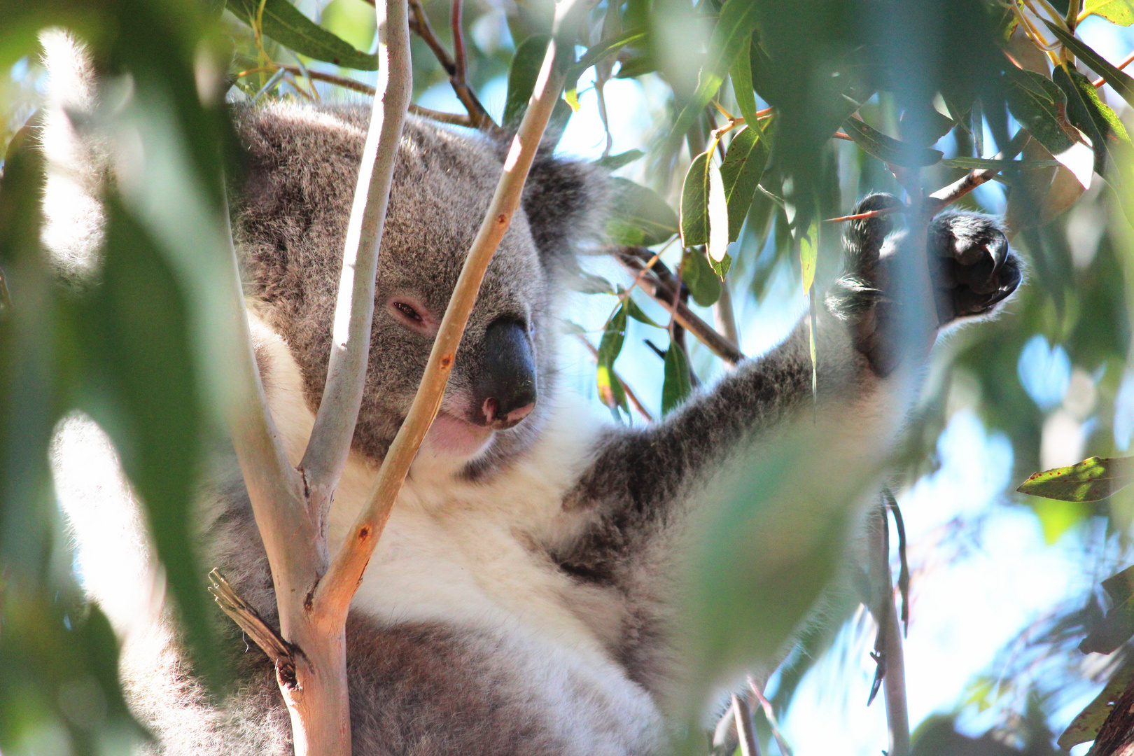 Herziger Koala