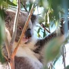 Herziger Koala