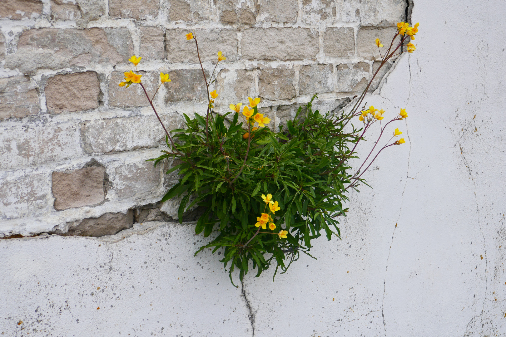 Herziges Mauerblümchen