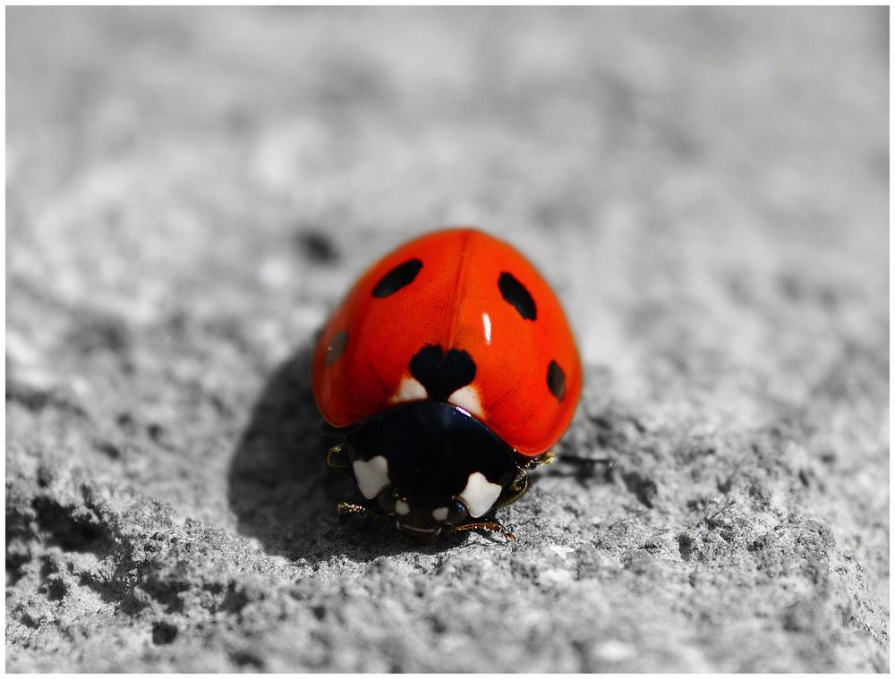 Herzilein du musst nicht traurig... Foto & Bild tiere, wildlife, insekten Bilder auf Herzilein du musst nicht traurig... Foto & Bild tiere, wildlife, insekten Bilder auf