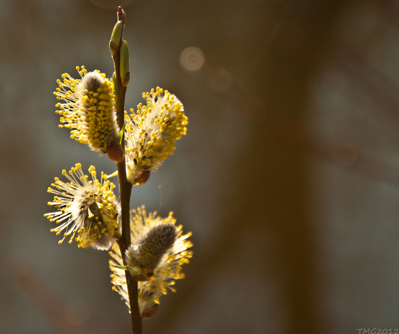 Herzlich Willkommen Frühling