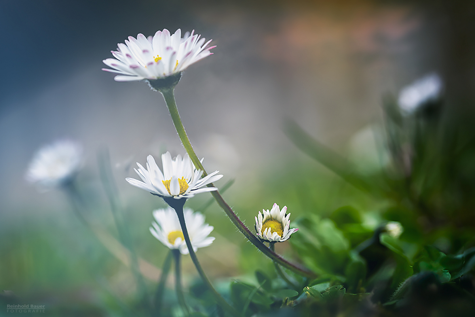 Herzlich willkommen in meinem Garten