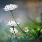 Herzlich willkommen in meinem Garten