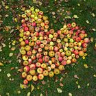 Herzliche Apfelernte