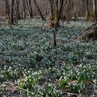 Herzliche Frühlingsgrüße an alle meine Freunde!