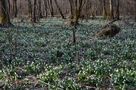 Herzliche Frühlingsgrüße an alle meine Freunde! von Kosche Günther 