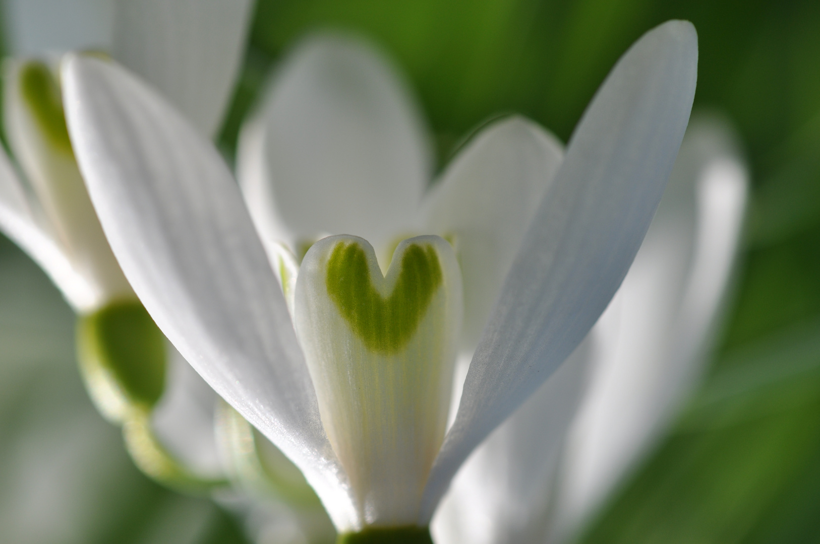 Herzliche Frühlingsgrüsse !