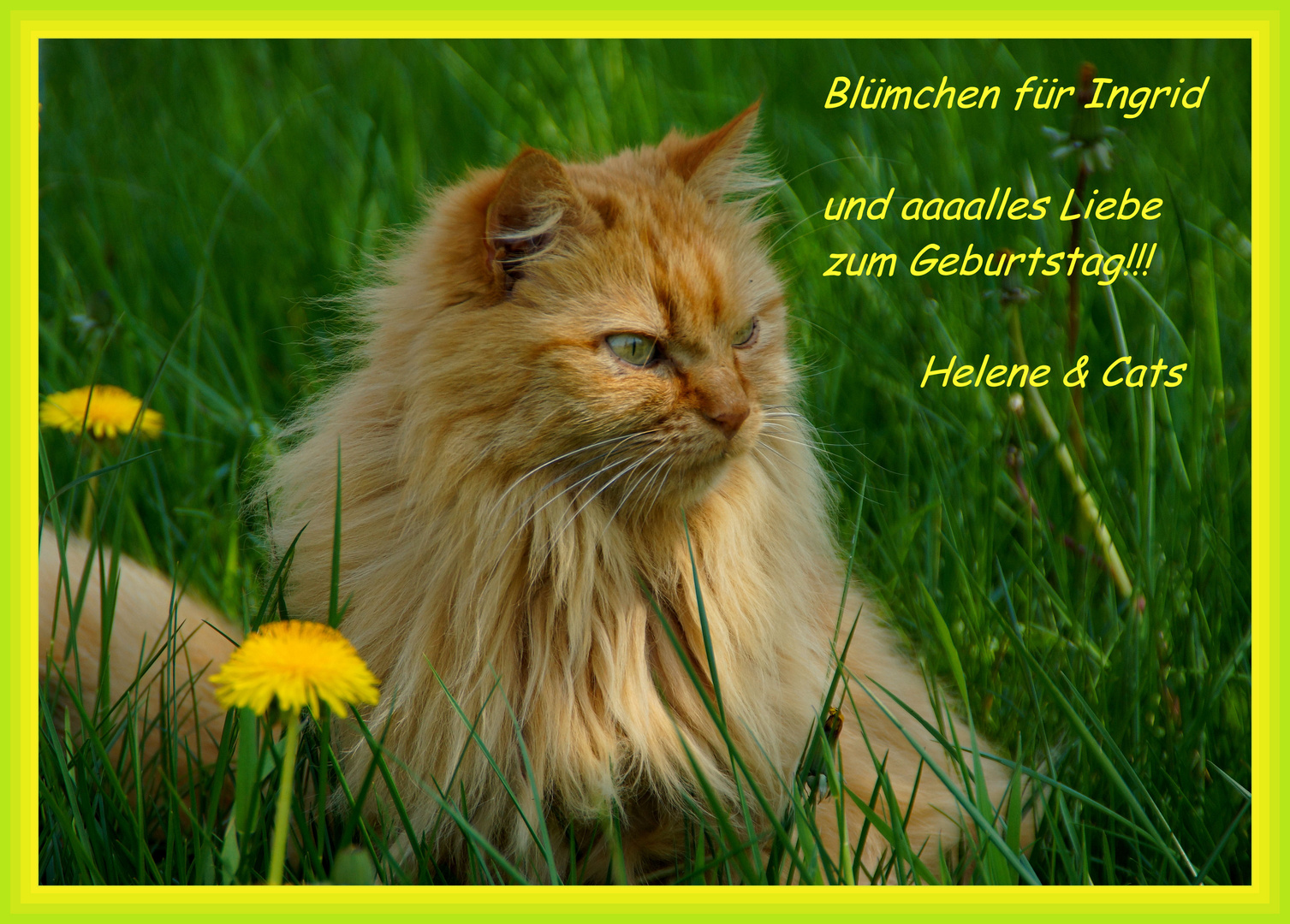 Geburtstagswunsche In Bilder