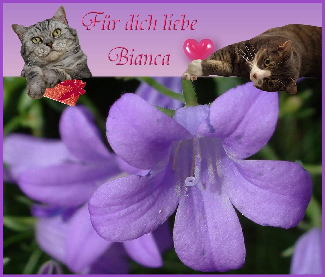 Herzliche Glückwünsche Foto & Bild | gratulation und feiertage ... Herzliche Glückwünsche Foto & Bild | gratulation und feiertage ...