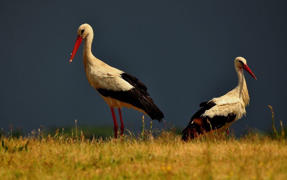 Herzliche Grüße aus dem Havelland