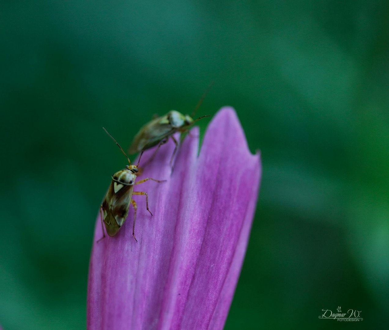 Herzliche Grüße Foto &amp; Bild | natur Bilder auf fotocommunity