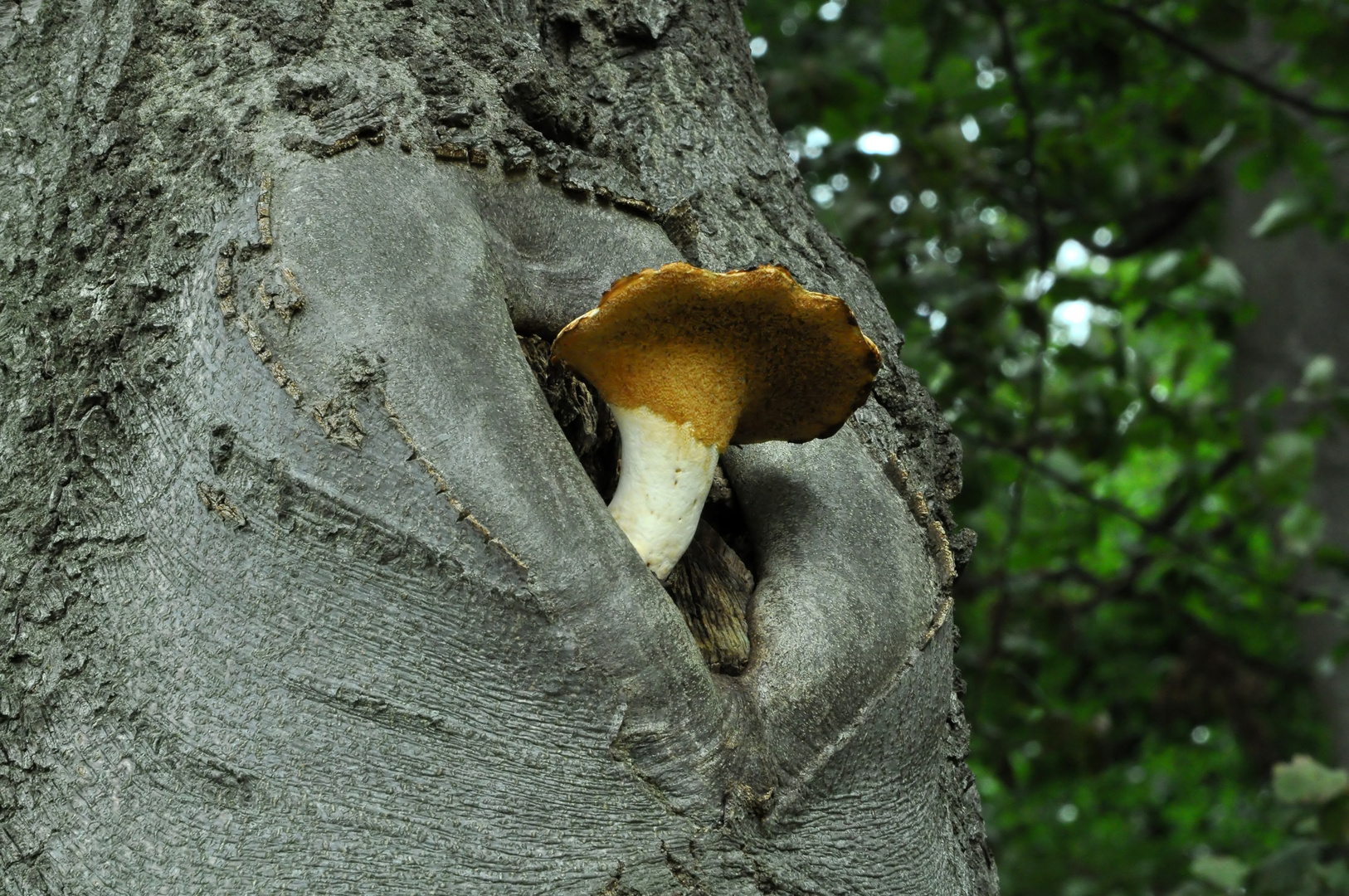 herzliche Grüße vom Spaziergang in die Pilze