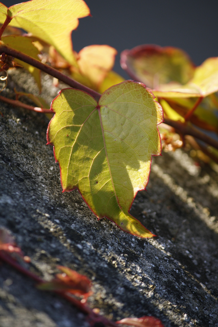 herzliche Herbstboten