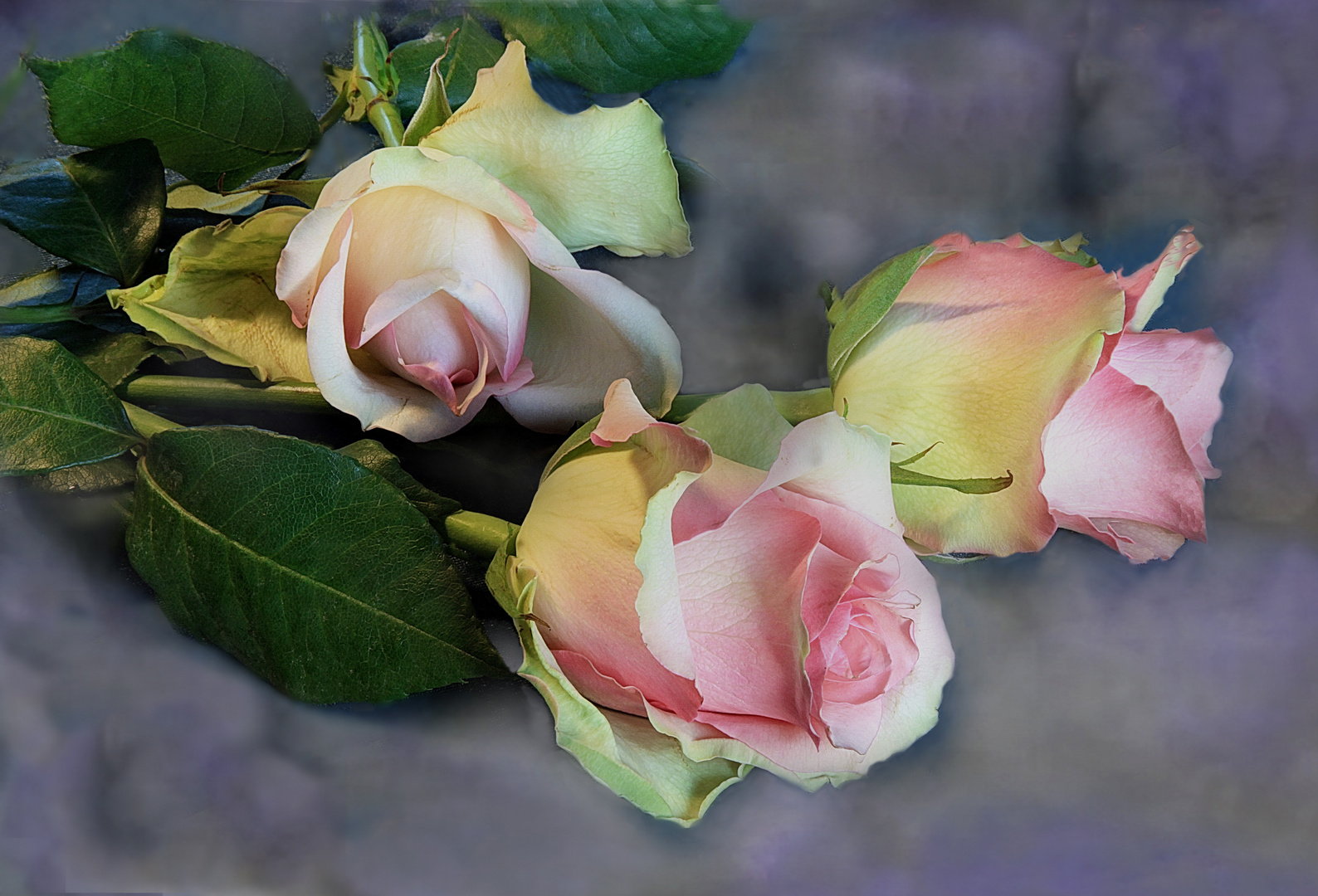 Herzliche   Rosen für Dich  