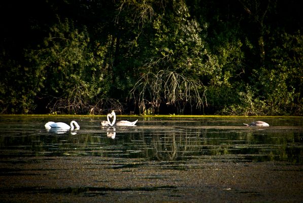 herzliche Schwäne