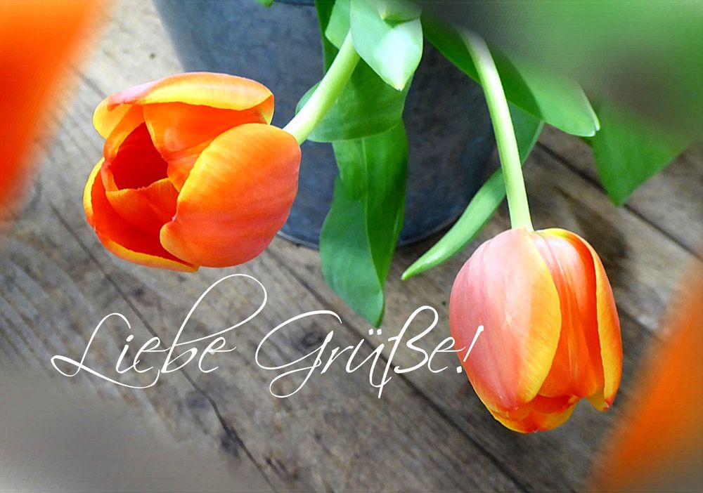 Herzliche und liebe Grüße Foto & Bild tulpen, motive, grüße Bilder