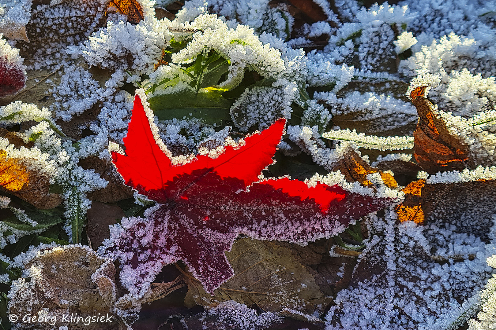 Herzliche Weihnachtswünsche … 