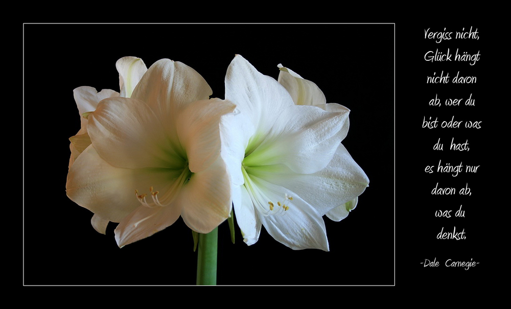 <strong>HERZLICHEN GLÜCKWUNSCH</strong> Foto &amp; Bild | spezial, natur, karten und