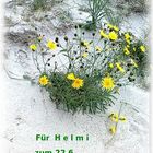 Herzlichen Glückwunsch liebe  " H e l m i "