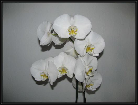 Herzlichen Glückwunsch  Pia :-)))