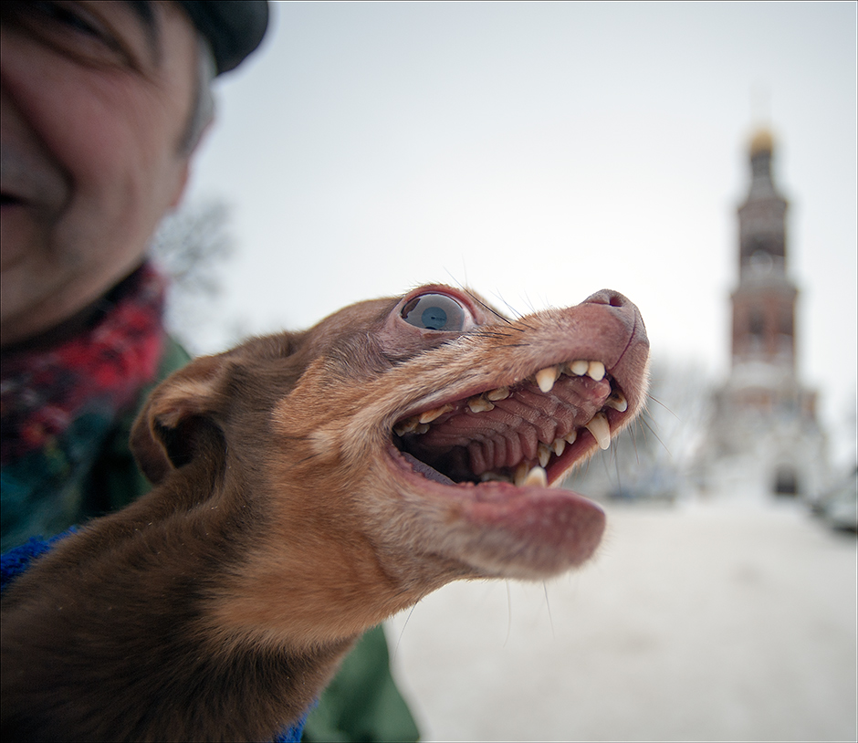 Herzlichen Gruß aus Russland! Foto & Bild tiere, haustiere, hunde