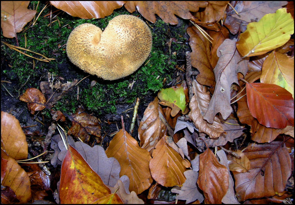 herzlicher Kartoffelbovist