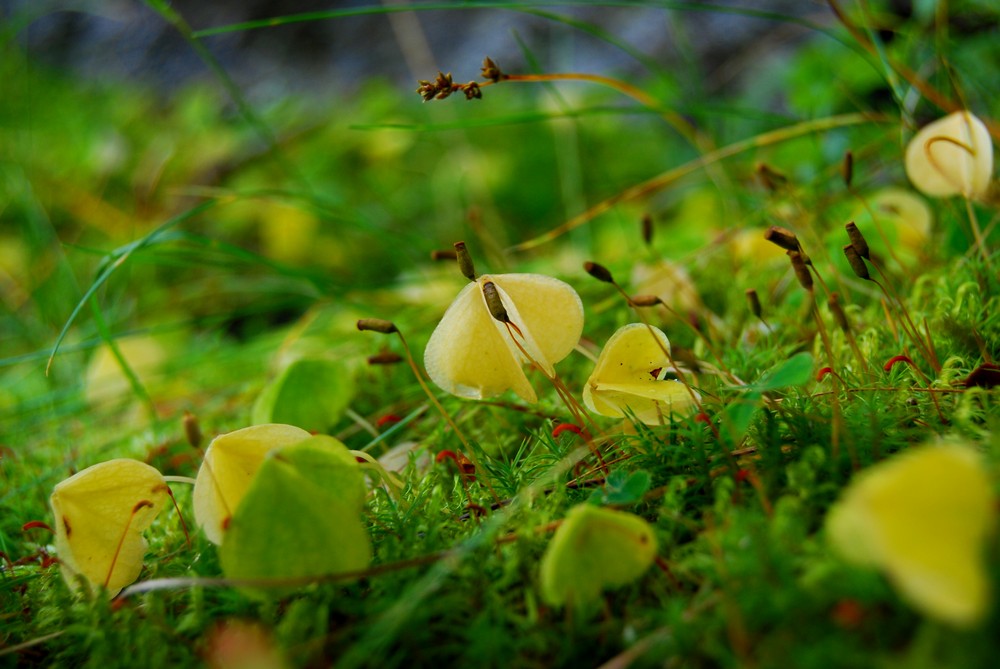 "herzlicher" Moosteppich