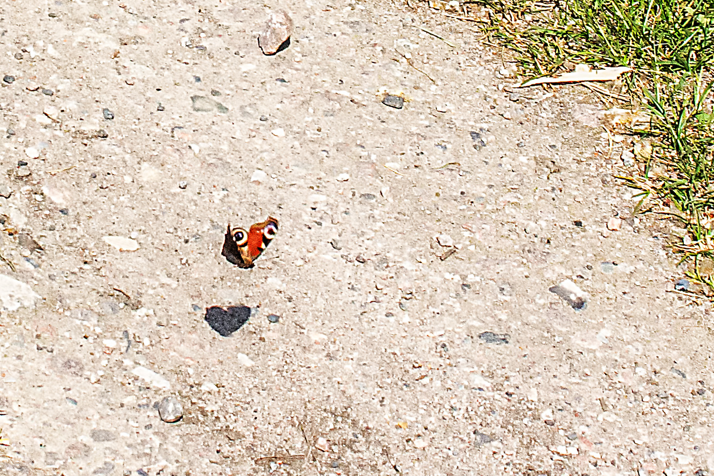 HERZlicher Schatten-Gruß  zum 1. Mai ...