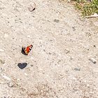 HERZlicher Schatten-Gruß  zum 1. Mai ...