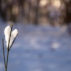 Herzlichkeiten der Natur