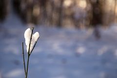 Herzlichkeiten der Natur