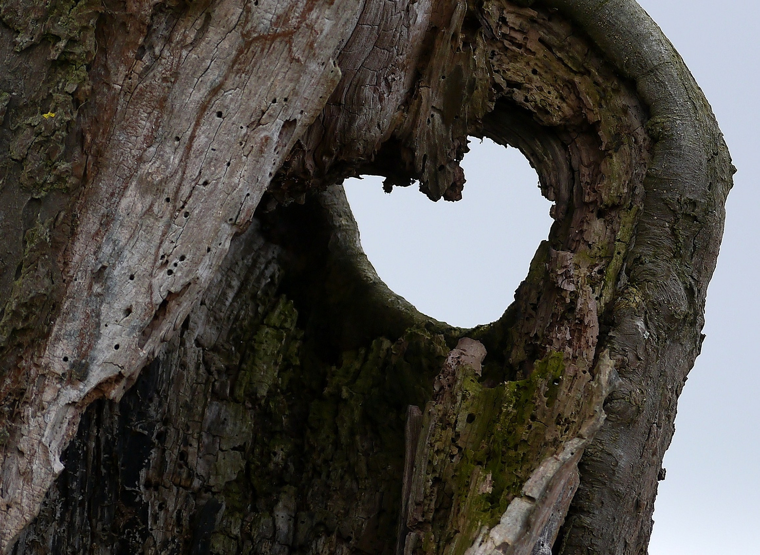 Herzlichst - der Baum