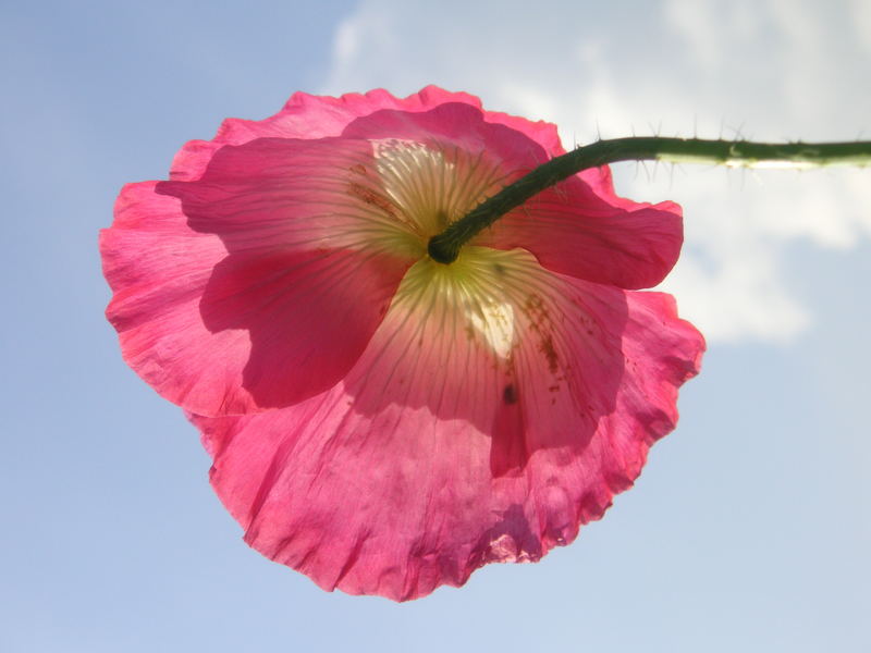 Herzmohn