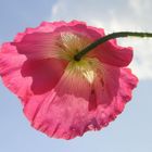 Herzmohn