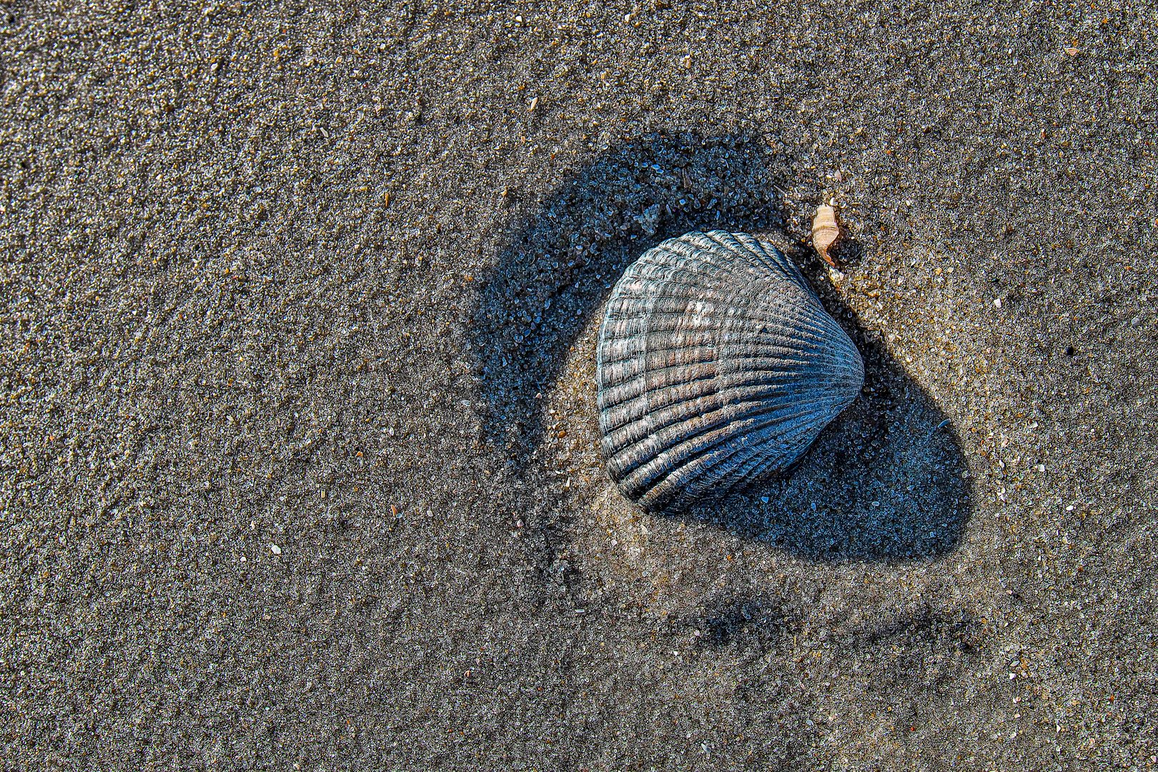 Herzmuschel im Sand